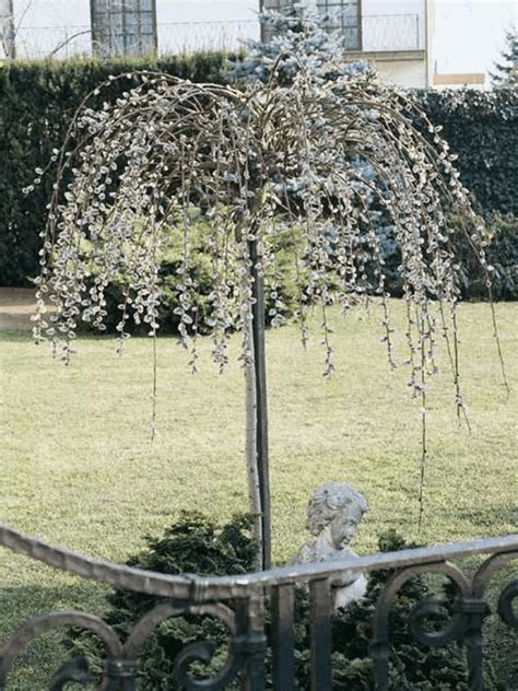 Weeping Pussy Willow Topgraft Jeffries Nurseries