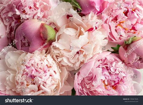 239134 Pink Peony Stock Photos Images And Photography Shutterstock