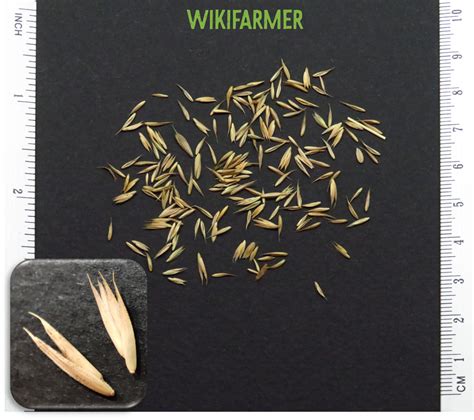 Seed Collection Wikifarmer