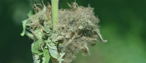 Aspergillus Mold Weed