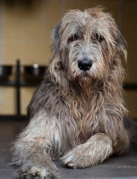 Irish Wolfhound – one of the tallest dogs | DinoAnimals.com