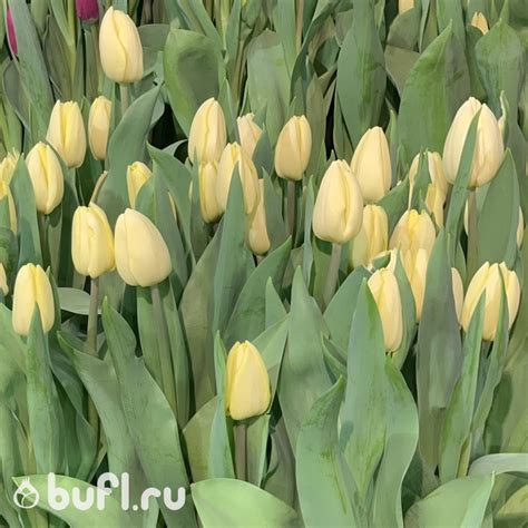 Тюльпанов Fun For Two (луковицы) | bufl.ru