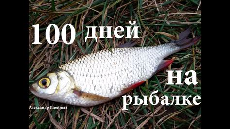 Как и на что ловить красноперку осенью - YouTube