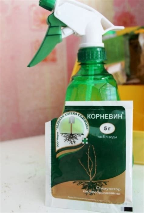 Как стимулировать рост корней растений, описание и характеристики ...