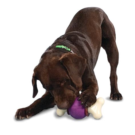 Busy Buddy Bouncy Bone Vet N Pet Direct