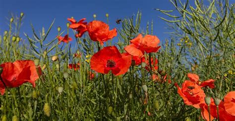 10 Free Flanders Poppy And Poppy Images Pixabay