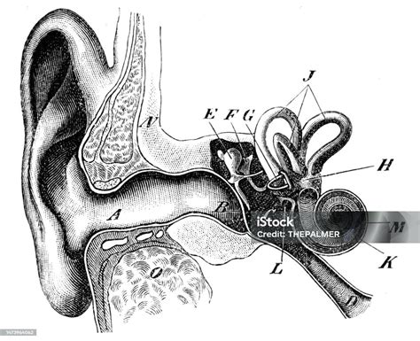 Auditory Canal Anatomy Engraving 1894 Stock Illustration Download Image Now Ear Healthcare