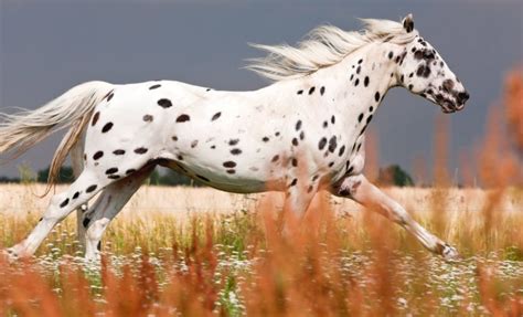 10 of the Rarest Horse Breeds in the World | HenSpark