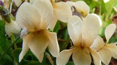 МНОГОЛЕТНИКИ: Viola odorata-Виола одората. Фиалка душистая Sulphurea