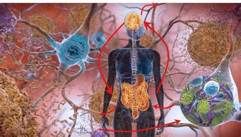 Лакталь пациентам - KupfferKupffer