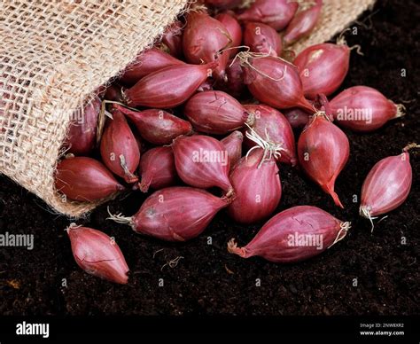 Red Onion Sets Allium Cepa In Burlap Sack On Garden Soil Ready To