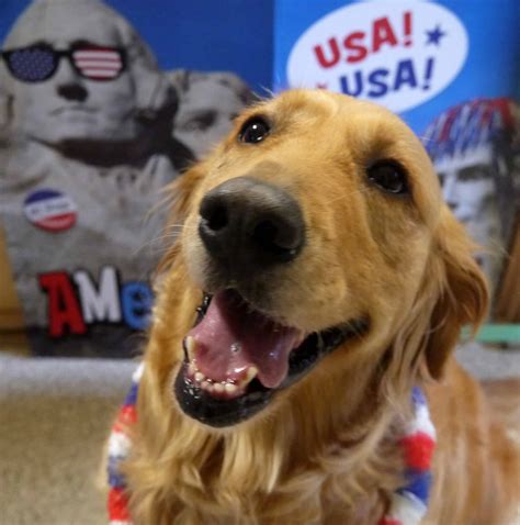 3 Fun and Easy Dog Training Tips for New Dog Owners - Acme Canine