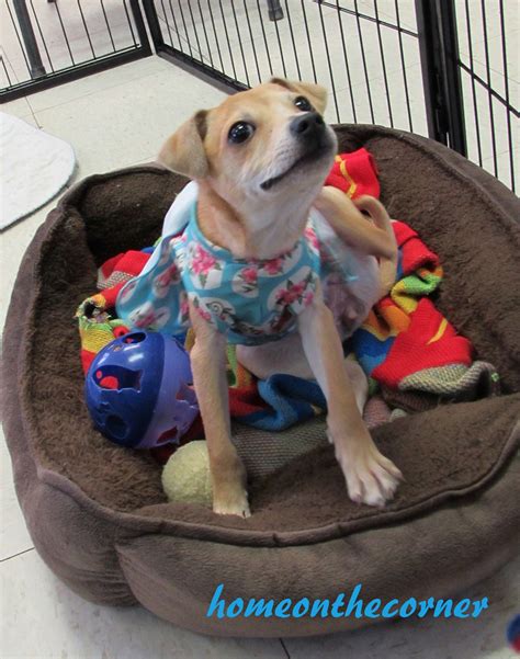 Better training programs will support each animal shelter volunteer 14