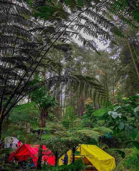 Tempat Camping Di Puncak Dengan Atmosfer Sejuk Dan View Istimewa