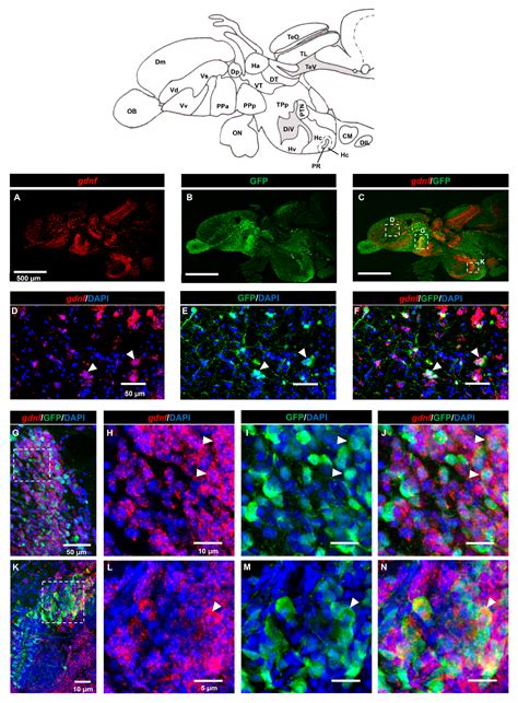 Brain Sciences Free Full Text Cellular Localization Of Gdnf In