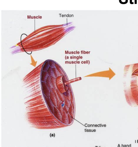 Skeletal Muscle Flashcards Quizlet