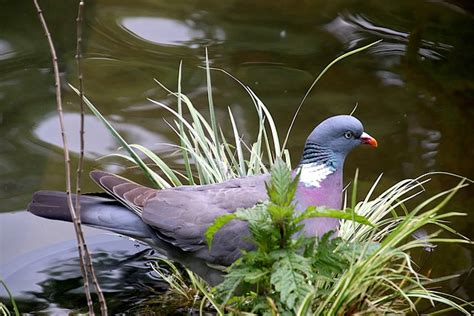 Pigeon Birds Color Grey And Pink - Free photo on Pixabay