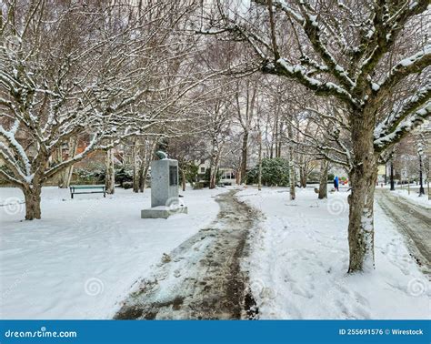 Dirty Path In The Snowy Park With Naked Trees Stock Photo Image Of Dirty Naked 255691576
