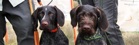 Ugly Dog Hunting Serious Gear For You Your Dog And The Hunt