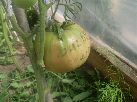 Томат Биг Бой: описание сорта, ОТЗЫВЫ, фото | tomatland.ru
