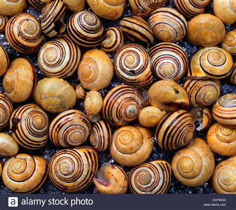 snail shells high resolution stock photography  images alamy