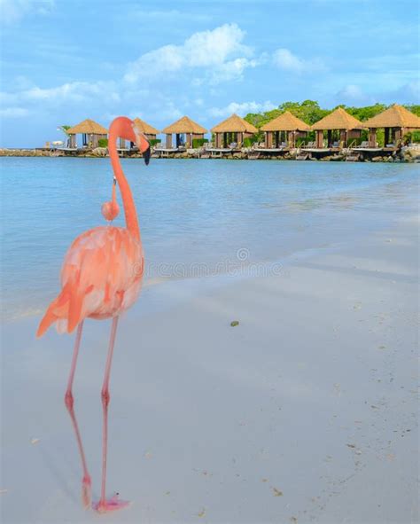 Aruba Beach with Pink Flamingos at the Beach, Flamingo at the Beach in ...