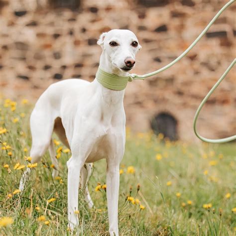 Leash Up, Pup! Everything You Need to Know About Sweden’s Leash Law