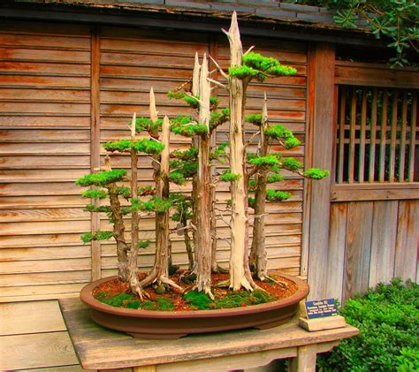 The Most Beautiful Bonsai Forest Plantings