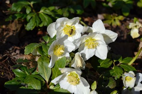 Hellebores: Flowers from Winter into Spring - Brooklyn Botanic Garden