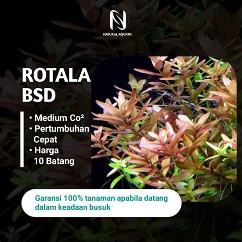 Jual Rotala Bsd Batang Tanaman Aquascape Aquascape Plant