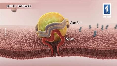 Липиды и липидный обмен - YouTube