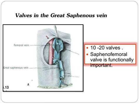 Venous Drainage Of Lower Limb Ppt