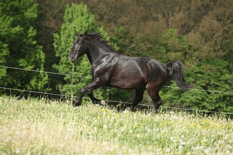 33 Black Kladruber Horse Galloping Royalty-Free Images, Stock Photos ...