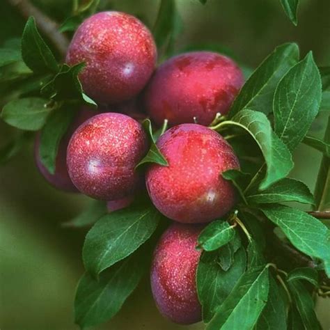 21 Types of Plum Trees - Minneopa Orchards