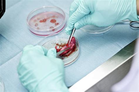 Nude Mice Dissection Photograph By Andy Crump Science Photo Library