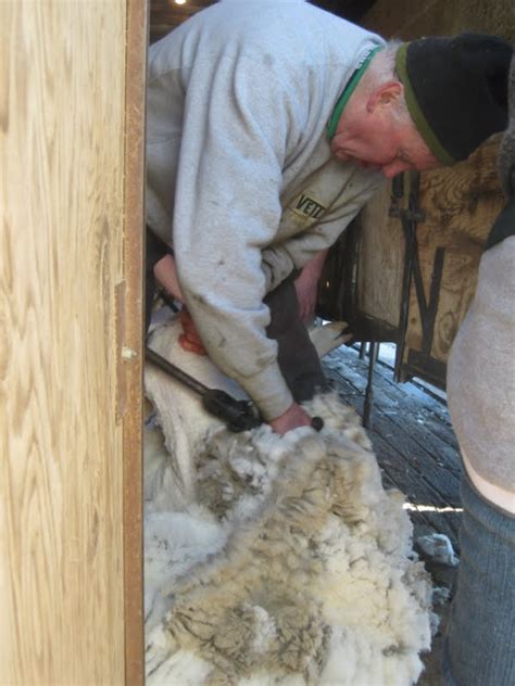 Gumbo Lily Shearing Or Bare Naked Sheep