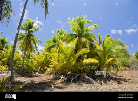 Coconut Palms At Bikini Marshall Islands Bikini Atoll Micronesia