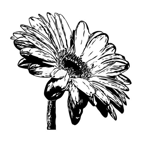 Black Flowers On A White Background Stock Vector Illustration Of