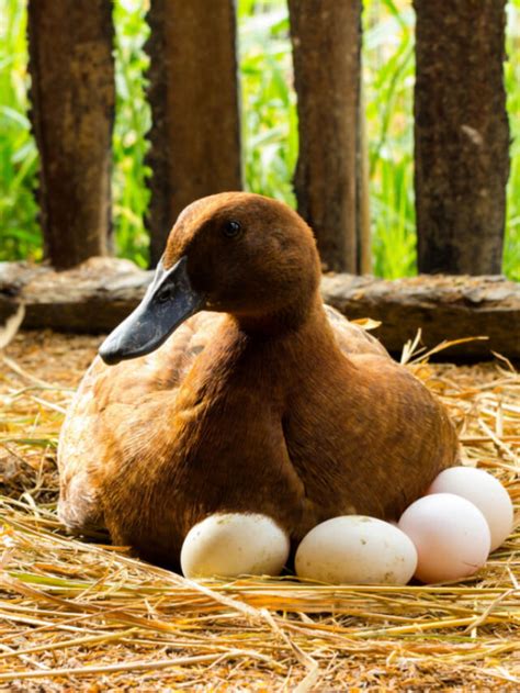 Do Ducks Need Nesting Boxes Farmhouse Guide