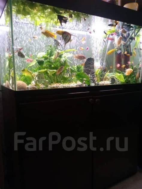 Аквариум с тумбой 250 литров, в наличии. Цена: 20 000₽ во Владивостоке