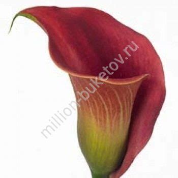 Бордовые каллы купить в Миллион Букетов | Доставка по Москве