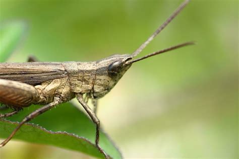 Silverfish Stock Photos Images And Backgrounds For Free Download