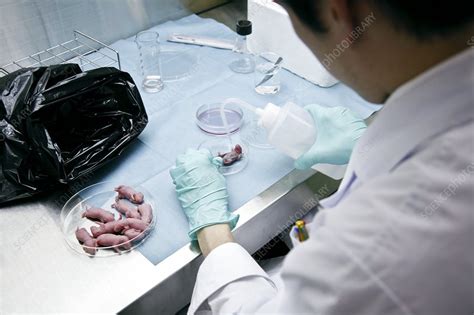 Nude Mice Dissection Stock Image G Science Photo Library