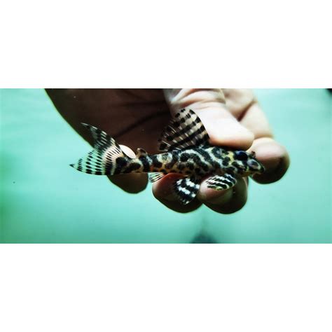 L236 Hypancistrus Sp