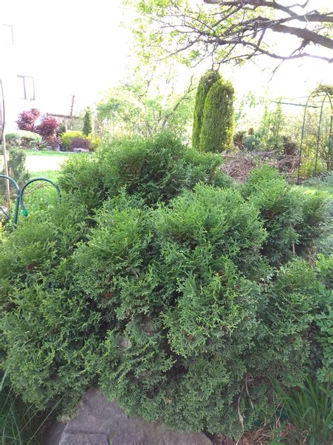 Туя Даника | Описание, размеры, посадка и уход шаровидной западной туи