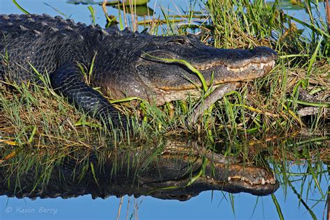 American Alligator 6 | Everglades National Park, Florida | Kevin Barry