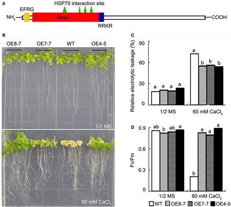 Phenotype Comparison Of Wild Type And Transgenic Plants Overexpressing