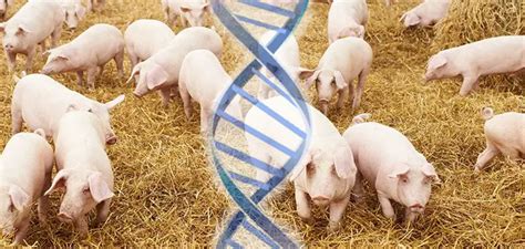 Frankenswine Genetic Scientists Create Human Pig Gmo Wake Up World
