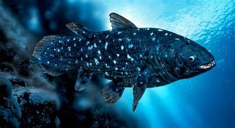 Terbaru 23 Ikan Zaman Purba Yang Masih Hidup Di Indonesia