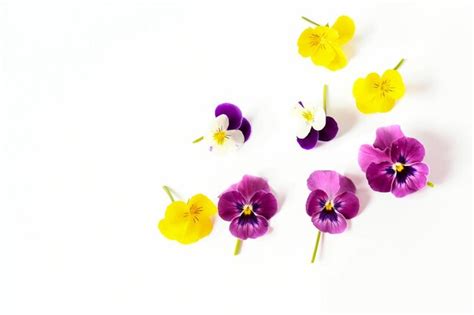 Premium Photo Close Up Of Multi Colored Flowers Against White Background